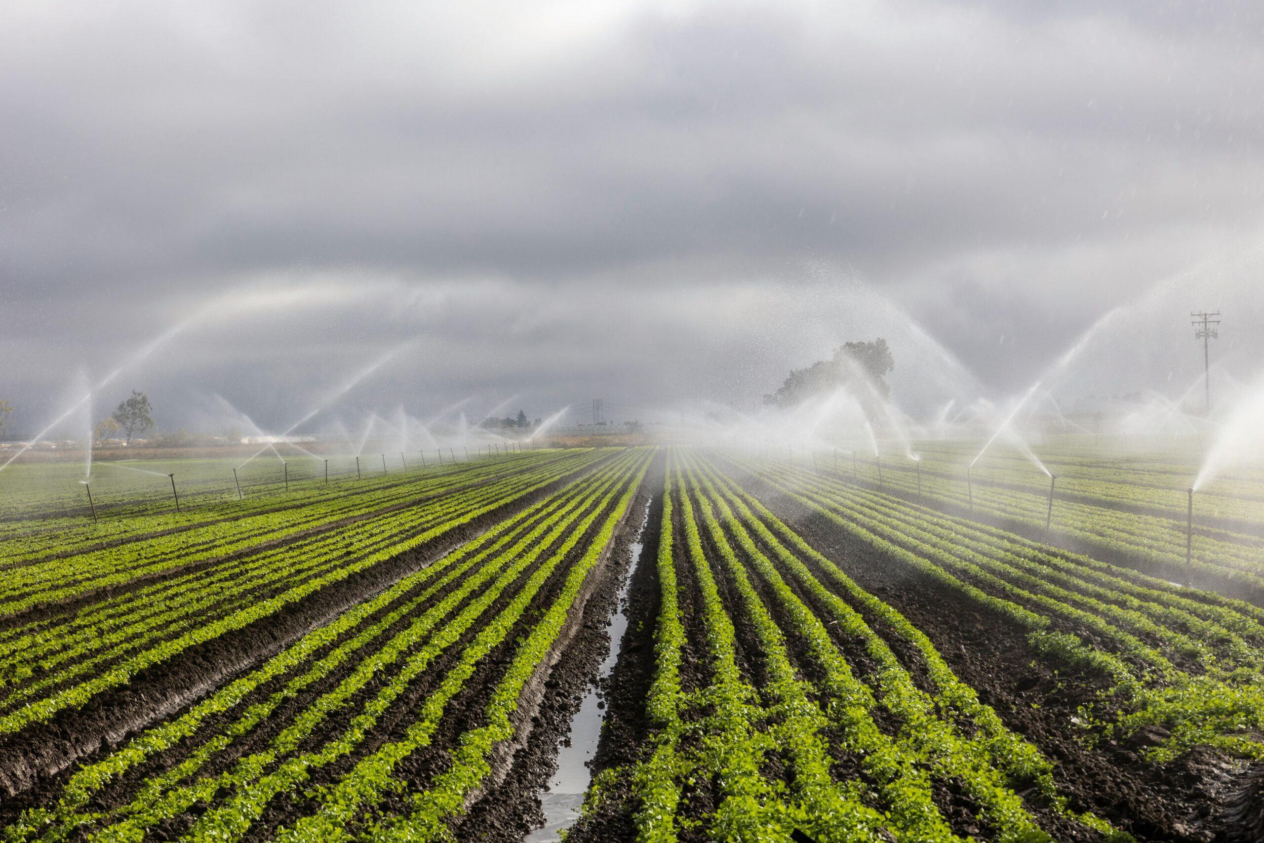 Champ agricole irrigué par des systèmes d’arrosage modernes pour une meilleure gestion de l’eau